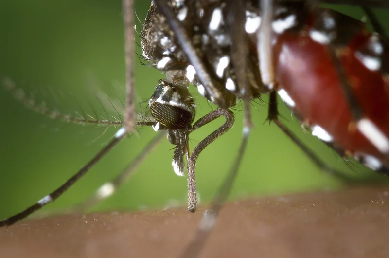 3. Maladies vectorielles : le nord est désormais à risque
