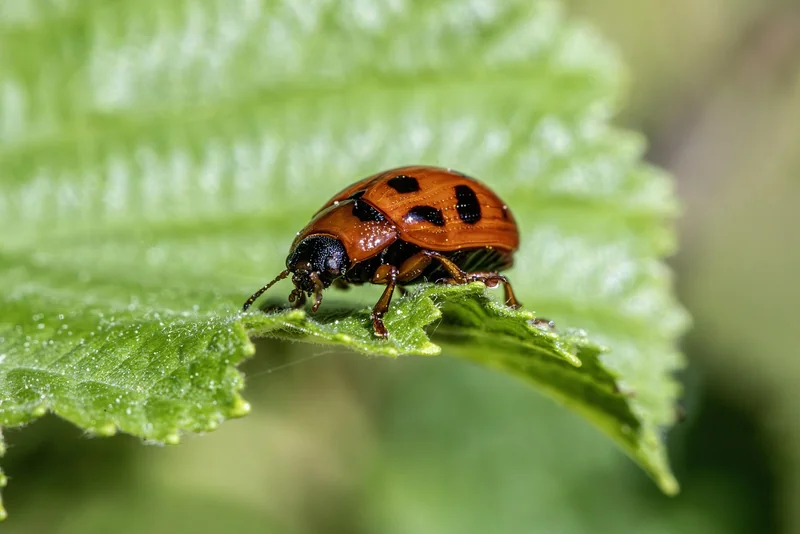 Biodiversité agricole : notre meilleure assurance