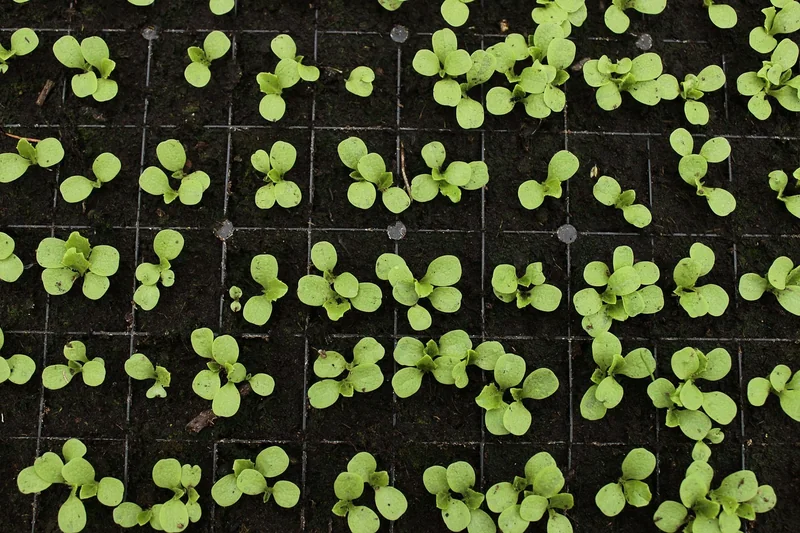 4. Sécurité alimentaire : quand le CO₂ affame nos aliments